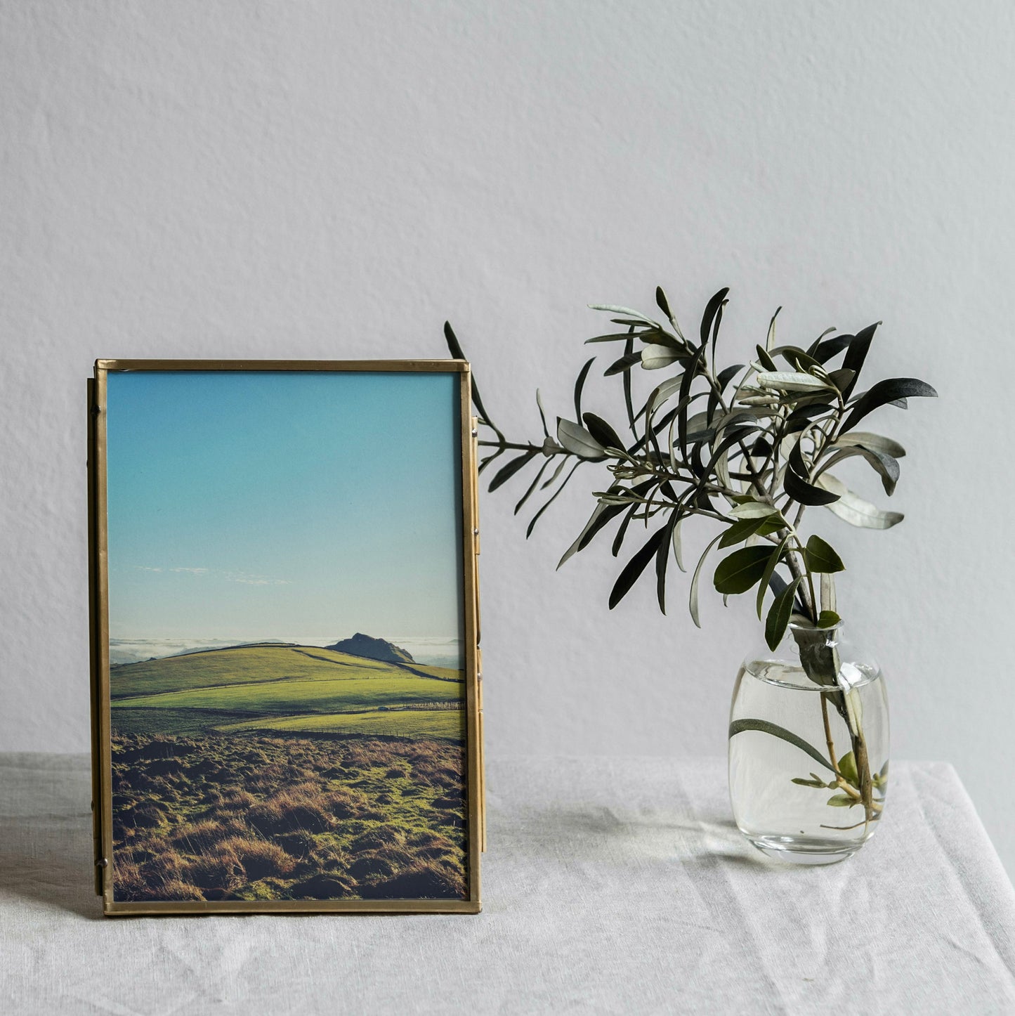 The Plates of Stegosaurus