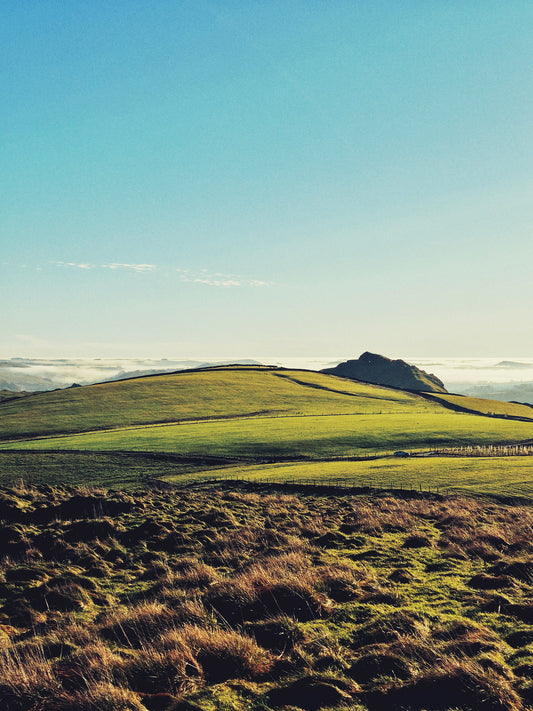 The Plates of Stegosaurus